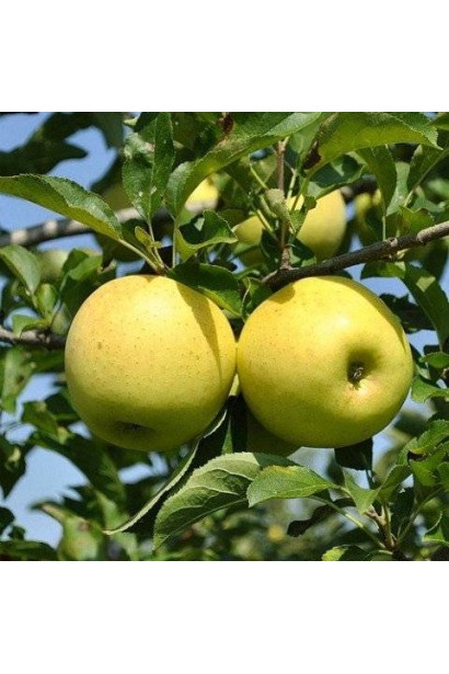 Осінні плоди яблуні Антонівка у саду